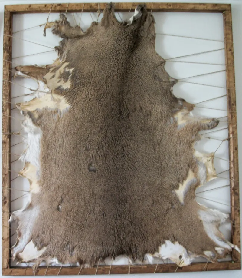 Brain, Bark, and Ash: The Primitive Tanner's Path from Raw Hide to Rugged Leather