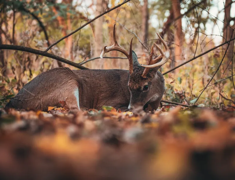 Ground Truth: What Every Prepper Needs to Know About Reading Animal Sign