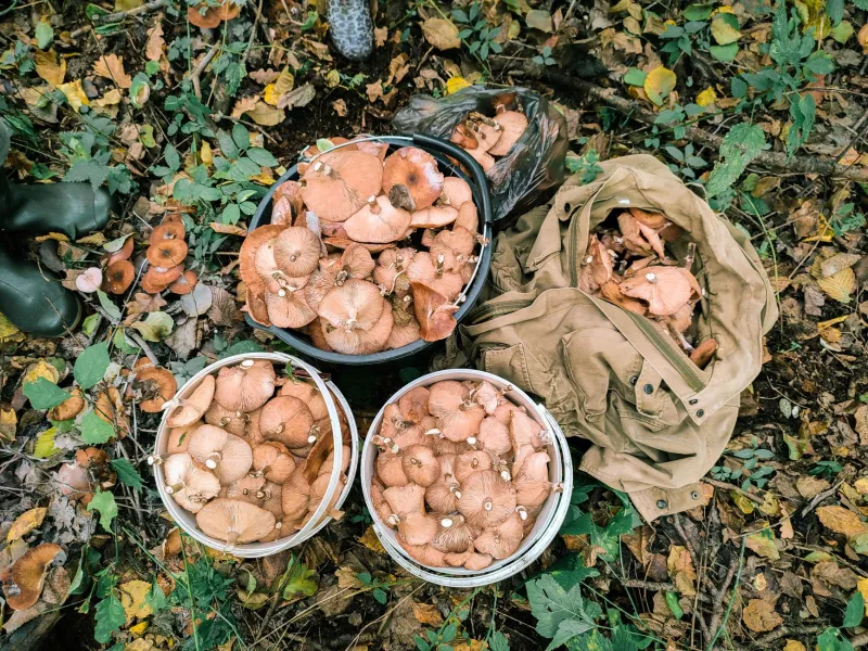 What the Old-Timers Knew: Reading the Forest for Edible Mushrooms Without a Single Guidebook